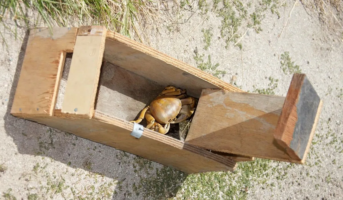 Crab in a dobby